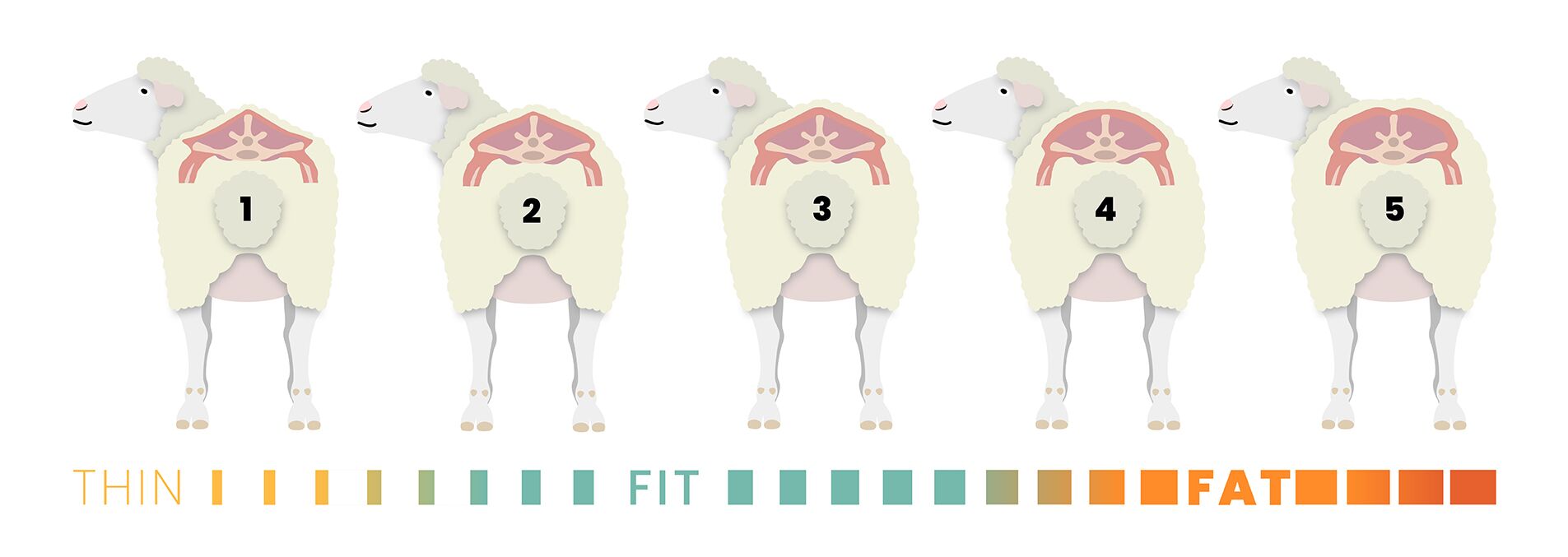 First Rib Sheep Body Condition Scoring (BCS) – A Practical Guide for South African ...